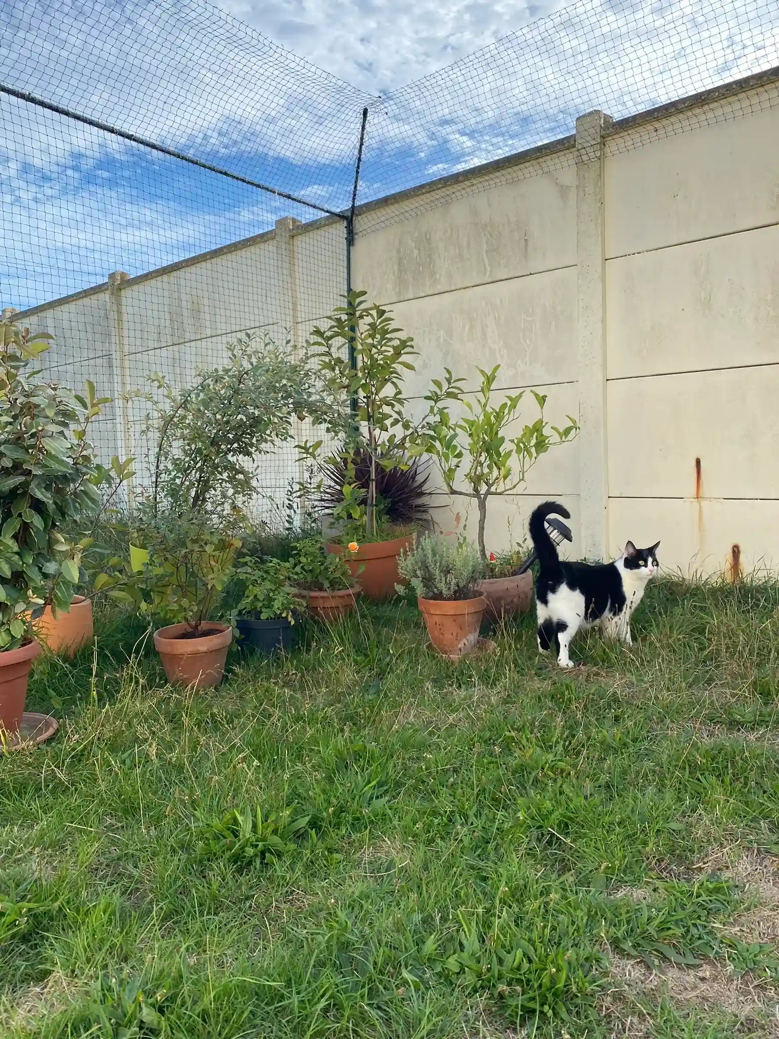 Chat dans un jardin sécurisé avec un filet de protection et des bavolets