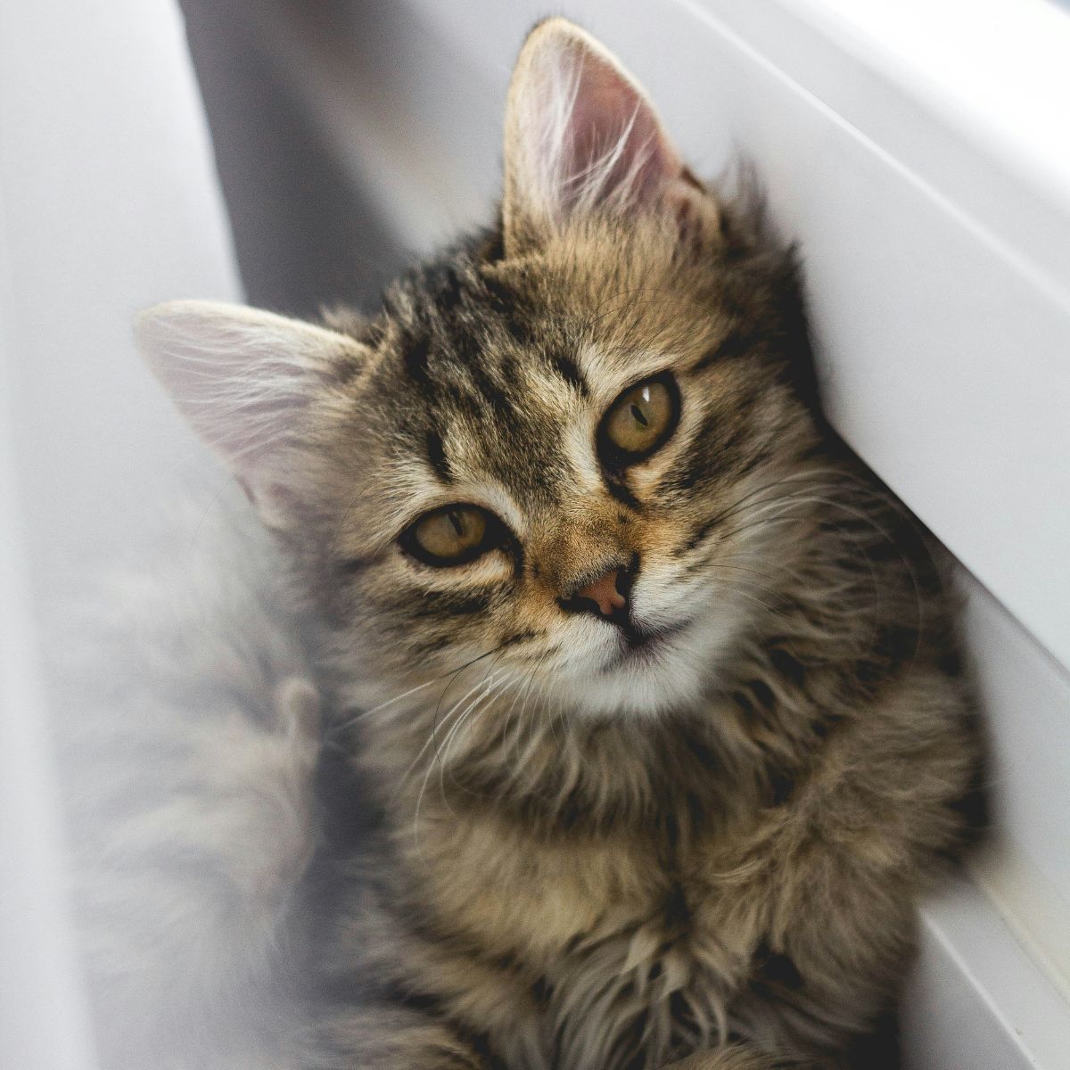 Un chaton est dans une maison contre une fenêtre