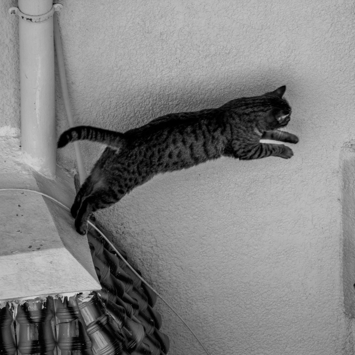 Un chat saute d'un toit à l'autre