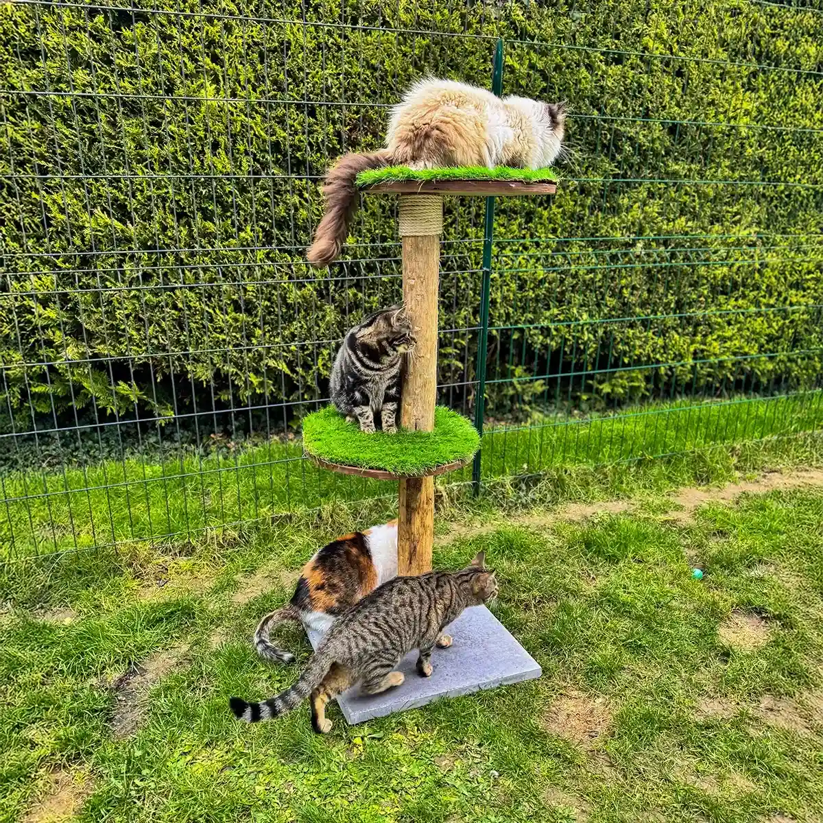 Des chats se reposent sur un arbre à chat installé dans un jardin sécurisé