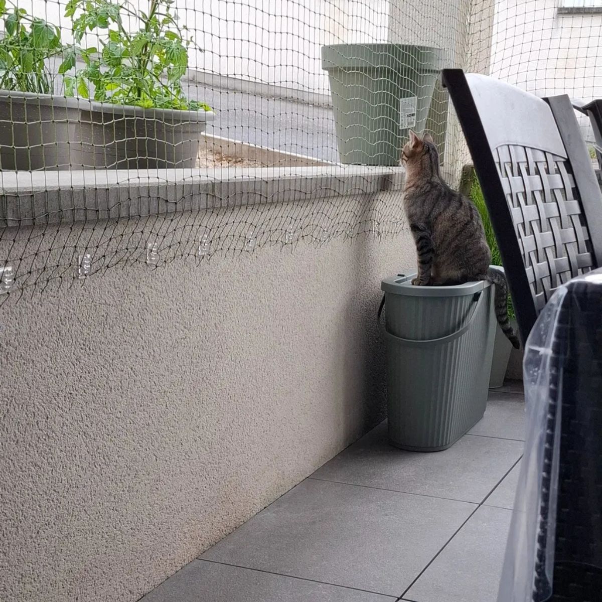 Un chat regarde dehors derrière un filet de protection Felikit comme s'il voulait sortir
