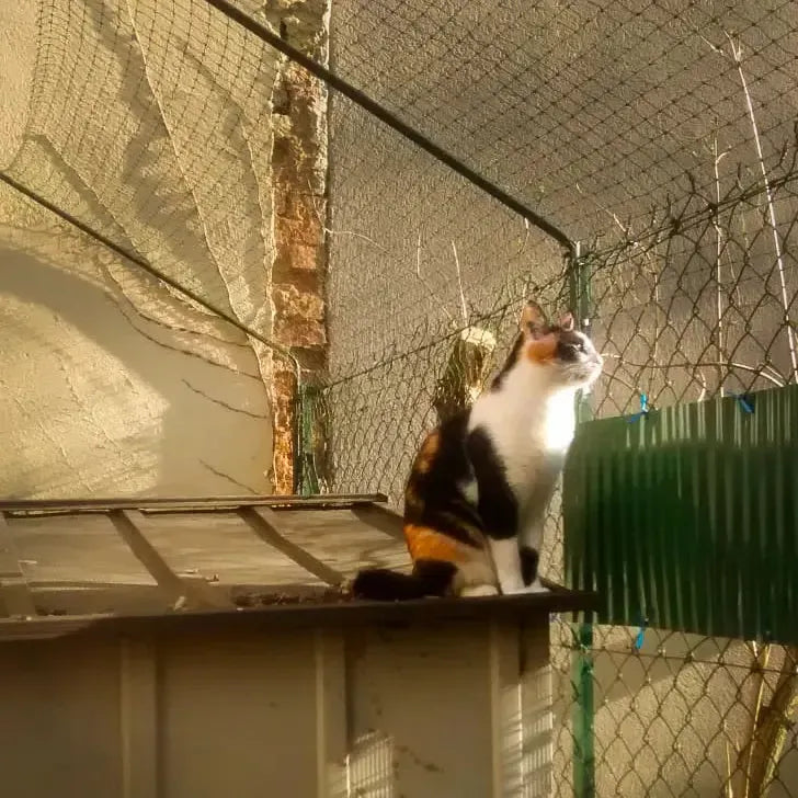 Un chat assis devant une cloture anti fugue chat