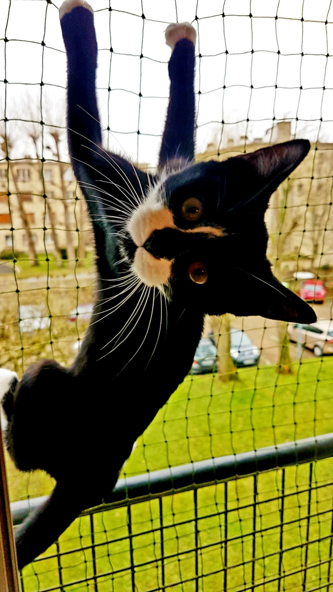 Chat qui grimpe sur un filet de protection anti chute