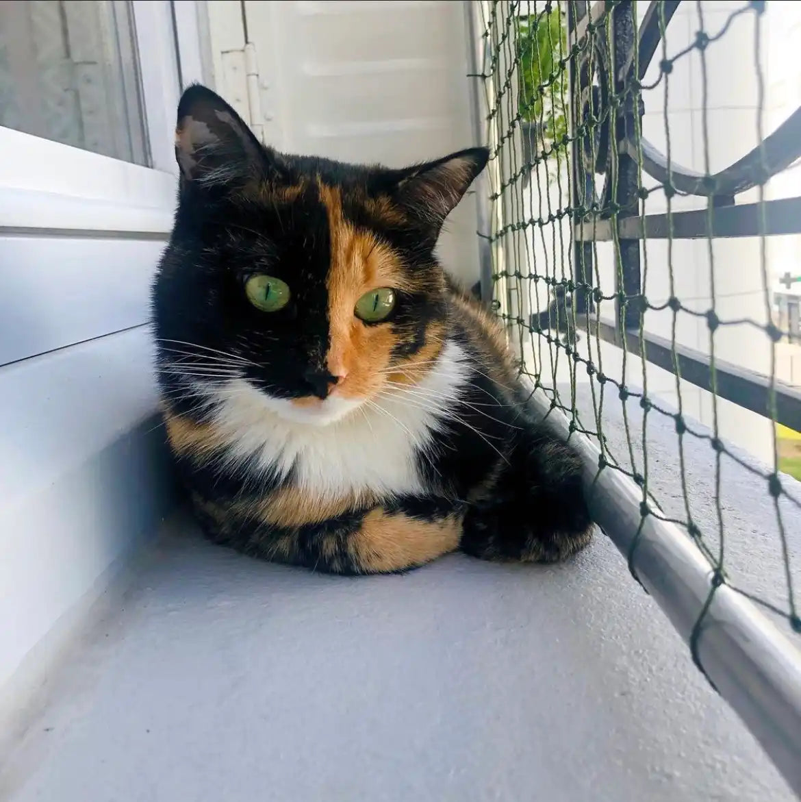 Chat en sécurité devant une fenêtre grâce à un filet de protection anti-chute