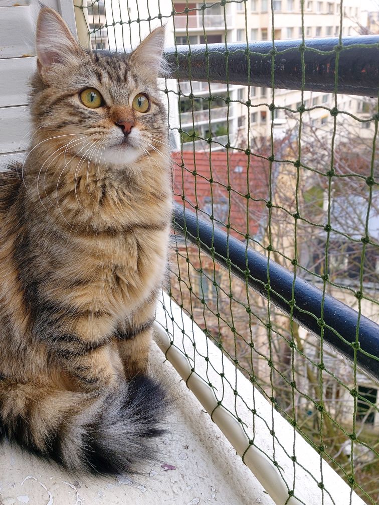 Chat assis sur balcon devant filet de protection pour chat