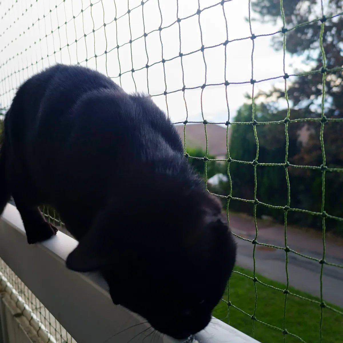 Un chat est devant un filet de protection pour balcon