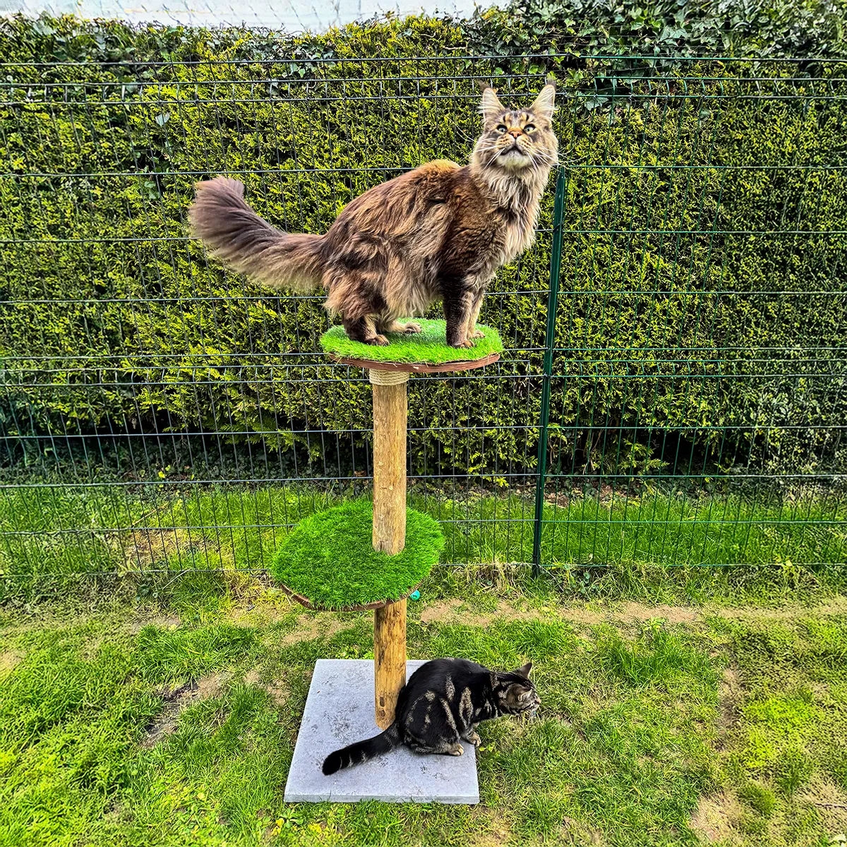 Un chat se tenant sur un arbre à chat d'extérieur dans jardin verdoyant