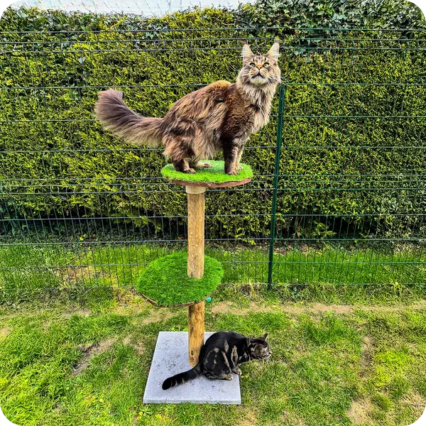 deux chats dressés sur un arbre à chat d'extérieur fait en France par Tiger Protection pour Chats