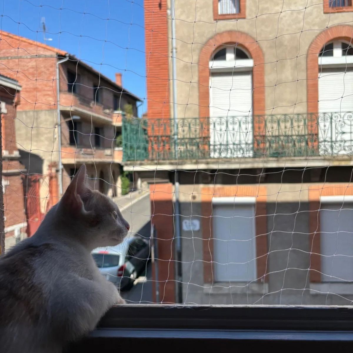 Un chat regarde à travers son filet de protection Felikit transparent