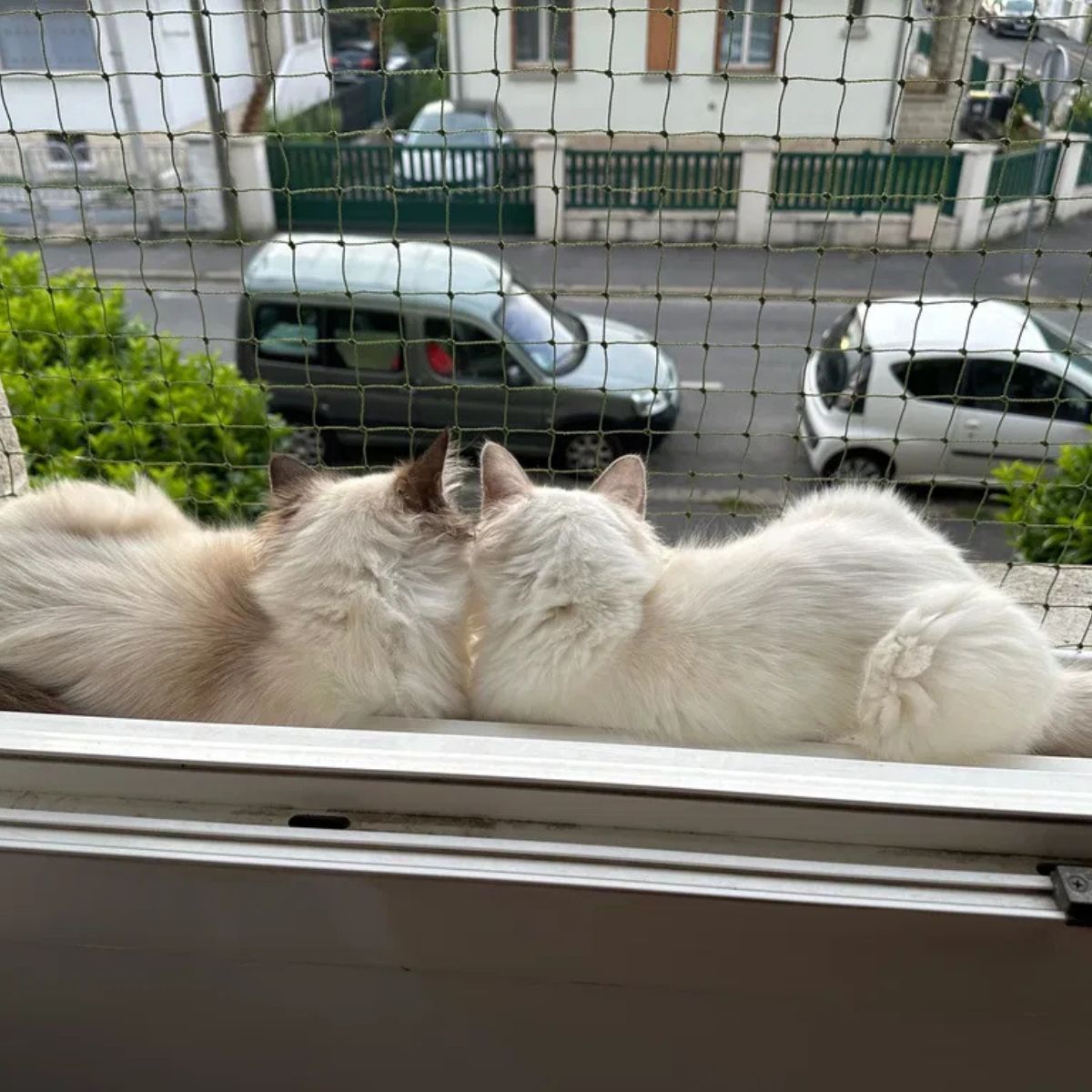 Deux chats regarde à travers un filet de protection
