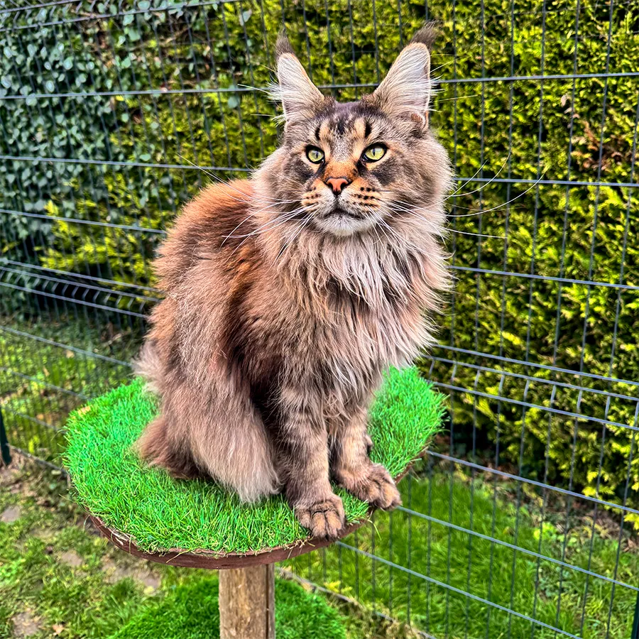 Un chat Maine Cooon se tenant sur un arbre à chat d'extérieur dans jardin verdoyant