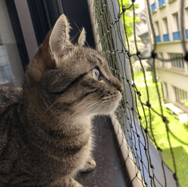 Un chat est derrière un filet de protection à la fenêtre