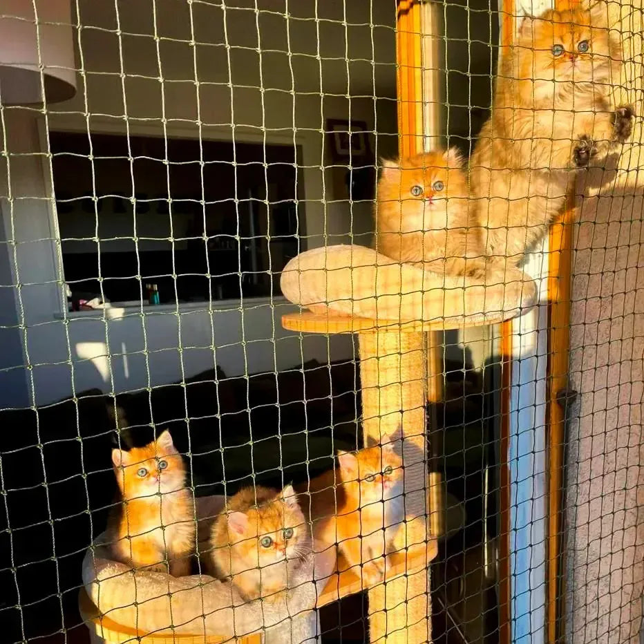 Des chats sont posés devant un filet de protection pour chat sur mesure