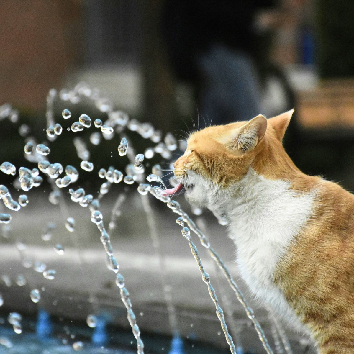 Chat et canicule : comment le protéger de la chaleur ?
