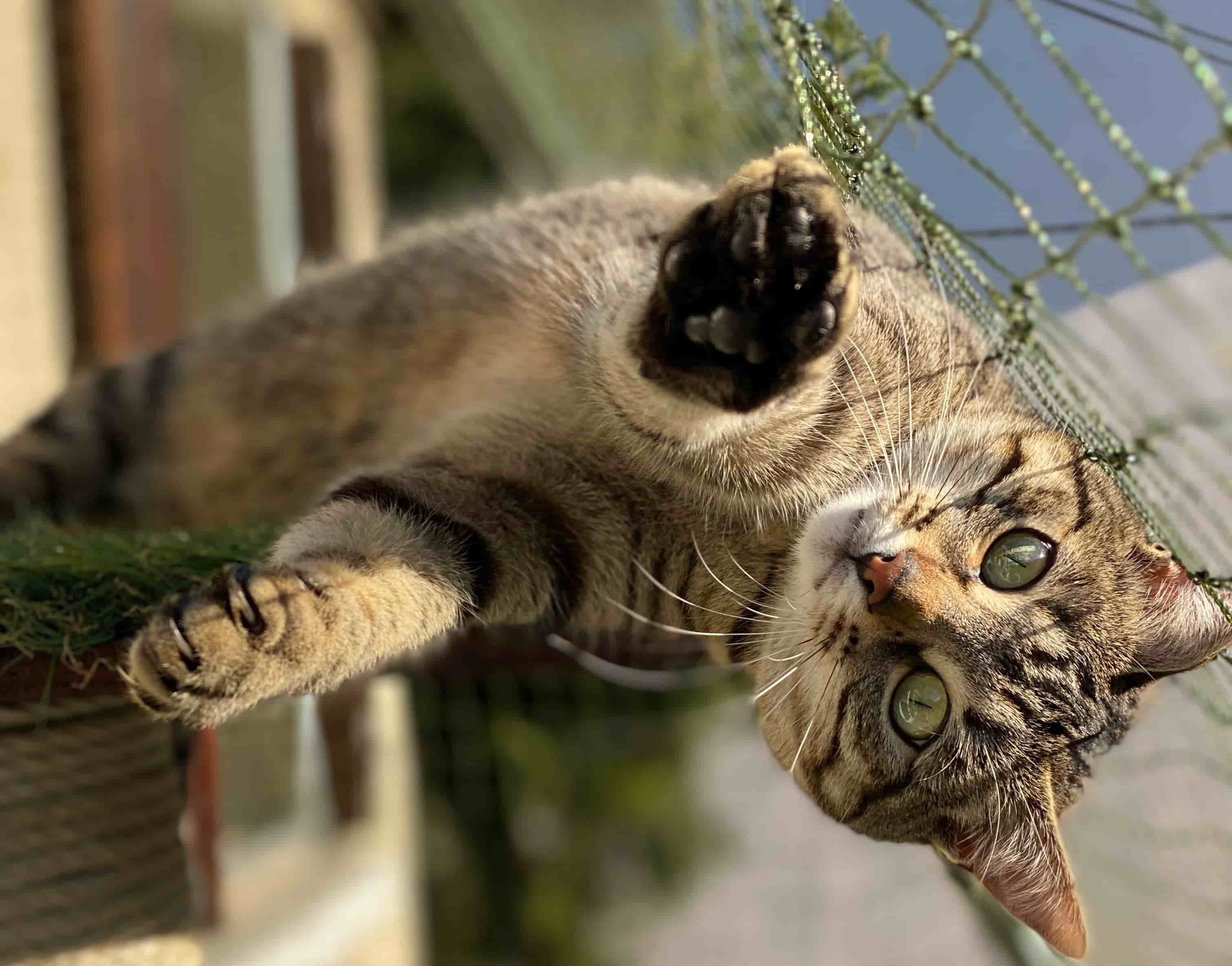 Chat de biais sur filet de protection pour chat