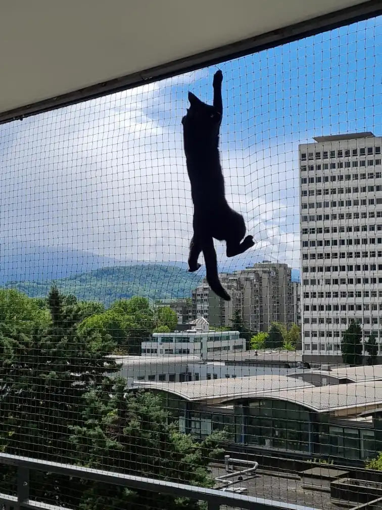 Chat sur un balcon sécurisé avec un filet de protection contre les chutes