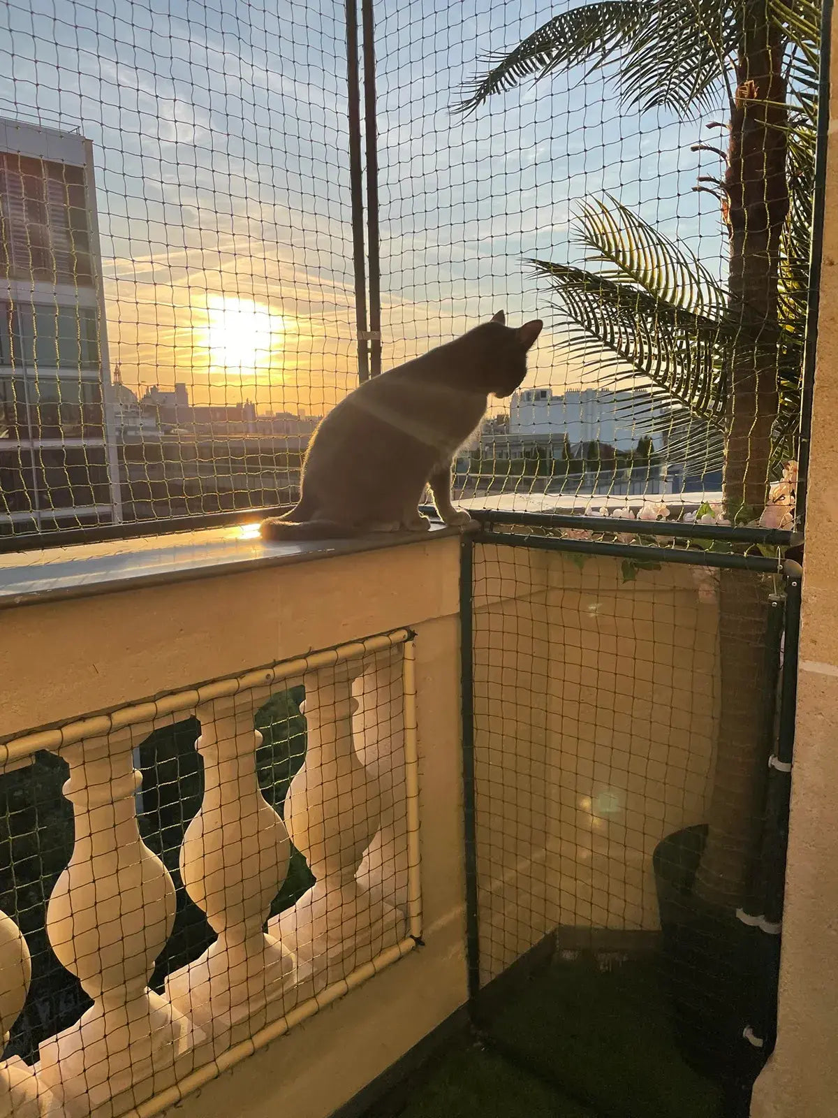 Cadre avec filet de protection installé sur balcon ouvert et chat assis sur rebord 