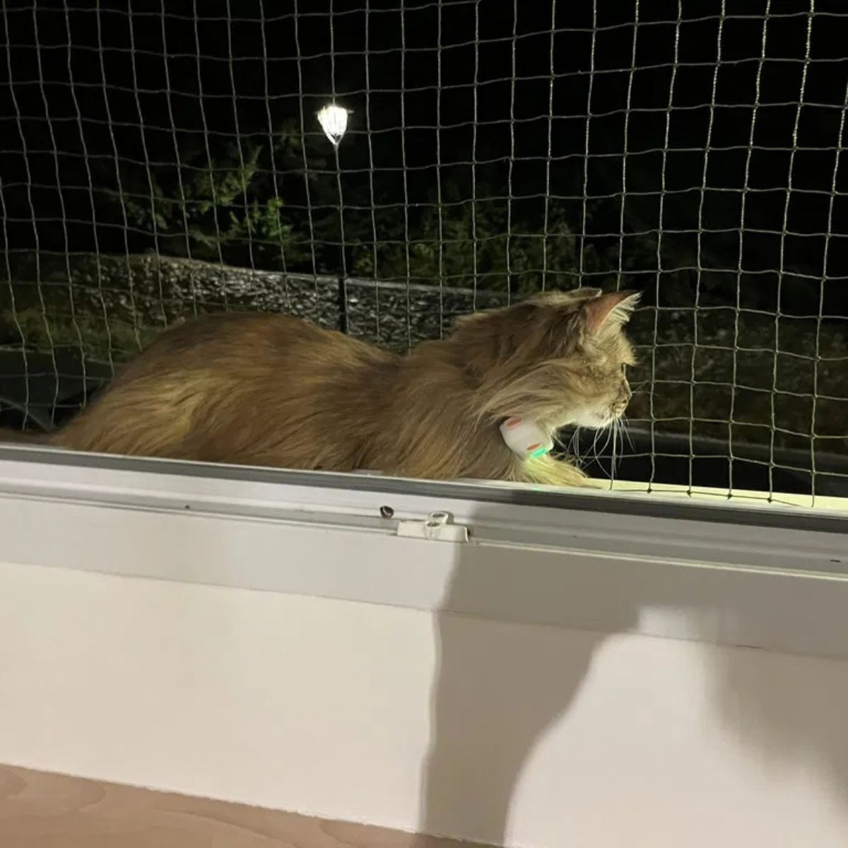 Un chat est protégé par un filet pour chat accroché avec des attaches birdtech