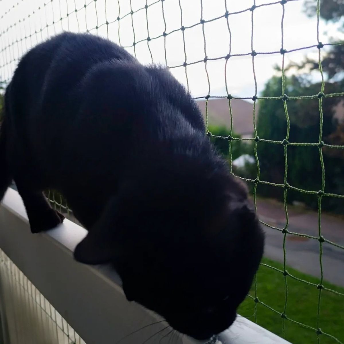 Un chat est devant un filet de protection pour balcon