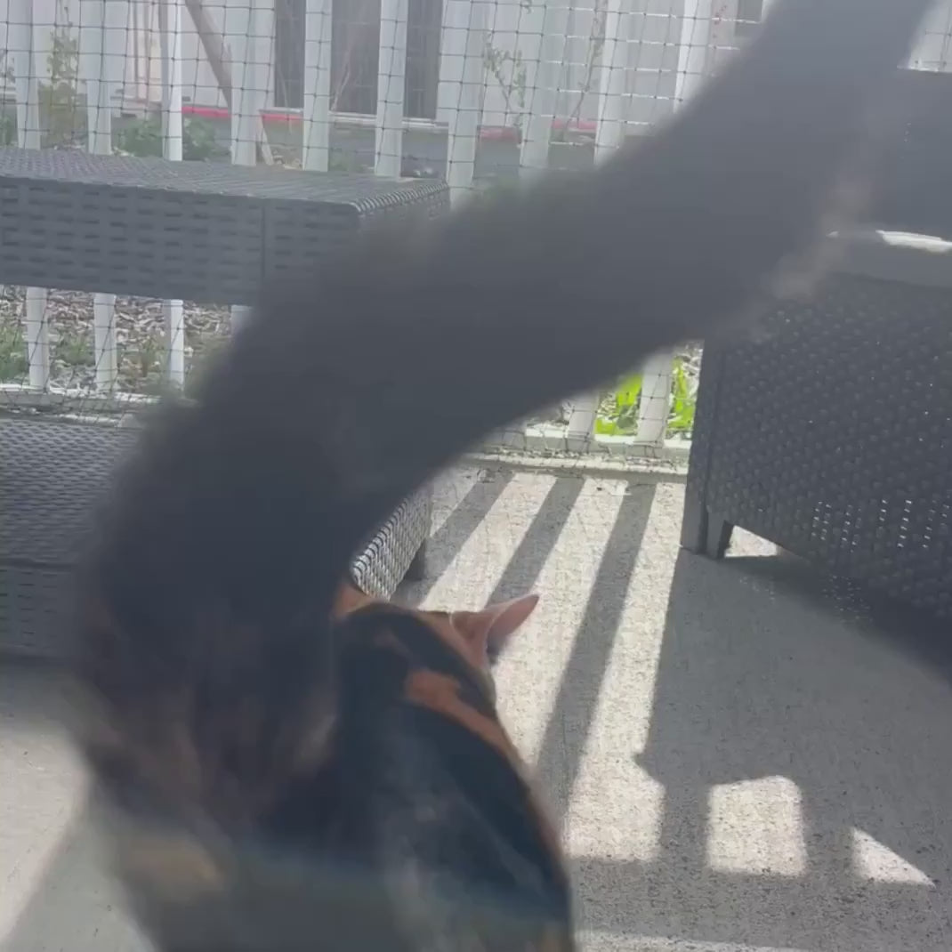 Filet pour chat sans percer (attaches Bird-Tech™)