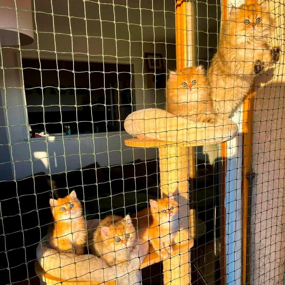 Filet de protection pour chat